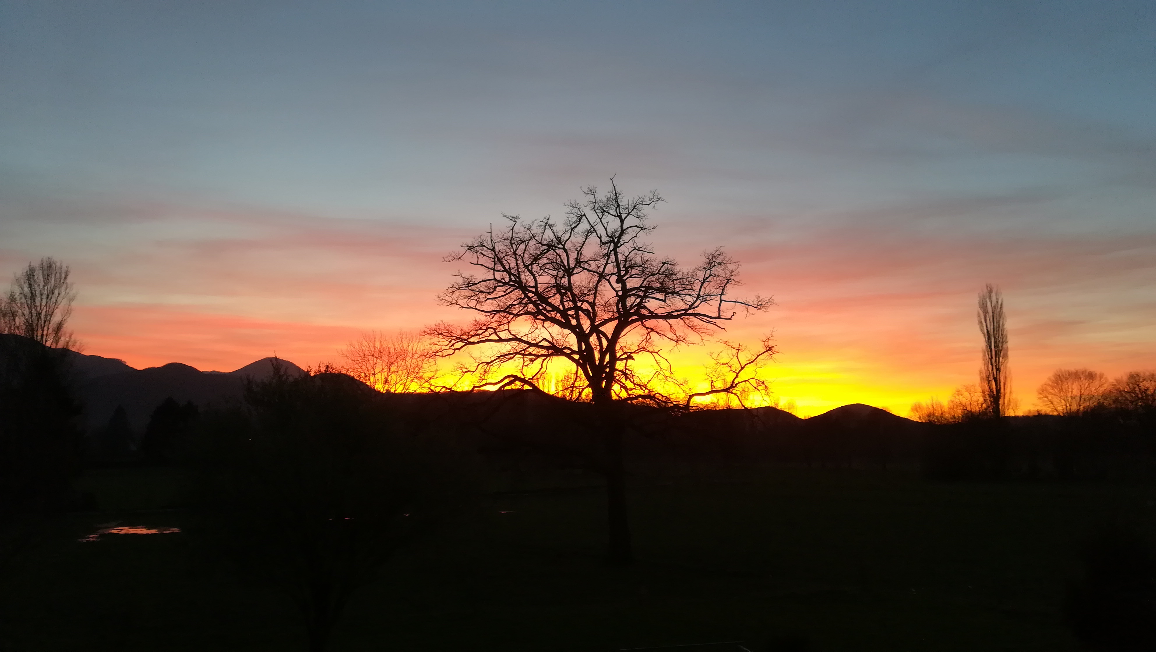 Le vieil arbre et le ciel 